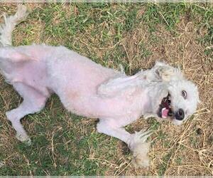 Cisco - Male Poodle (Miniature) Dog for Adoption - Photo #2