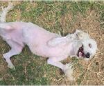 Small Photo #2 Poodle (Miniature) Puppy For Sale in San Antonio, TX, USA