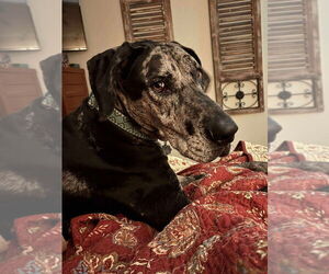 Great Dane Dogs for adoption in Bullard, TX, USA