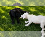 Small #2 Labrador Retriever Mix