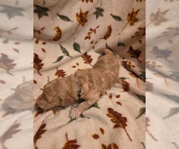 Medium Photo #12 Goldendoodle Puppy For Sale in CENTRAL POINT, OR, USA