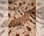 Litter of 5 - Male(s) and Female(s) GoldendoodleLitter of Puppies for Sale - Photo #12