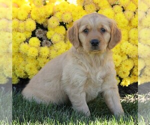 Golden Retriever Puppy for sale in FREDERICKSBG, OH, USA