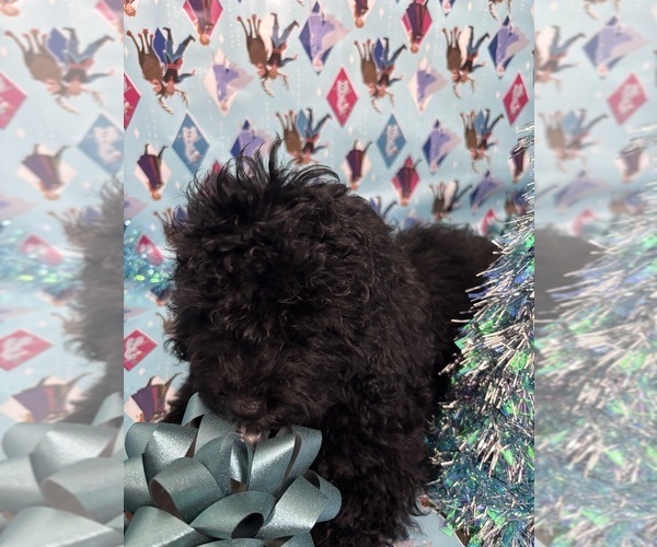 Medium Photo #6 Cock-A-Poo Puppy For Sale in SAN DIEGO, CA, USA