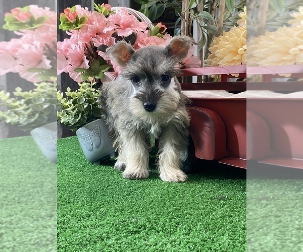 Medium Photo #3 Schnauzer (Miniature) Puppy For Sale in CANOGA, NY, USA