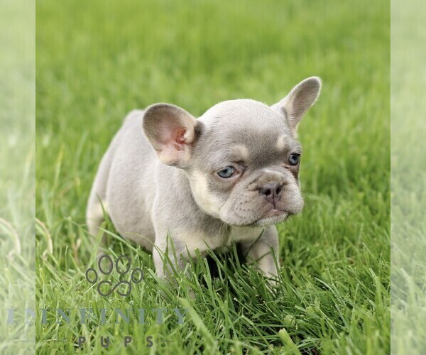 Medium Photo #6 French Bulldog Puppy For Sale in GORDONVILLE, PA, USA