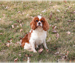 Small Photo #1 Cavalier King Charles Spaniel Puppy For Sale in SYRACUSE, IN, USA
