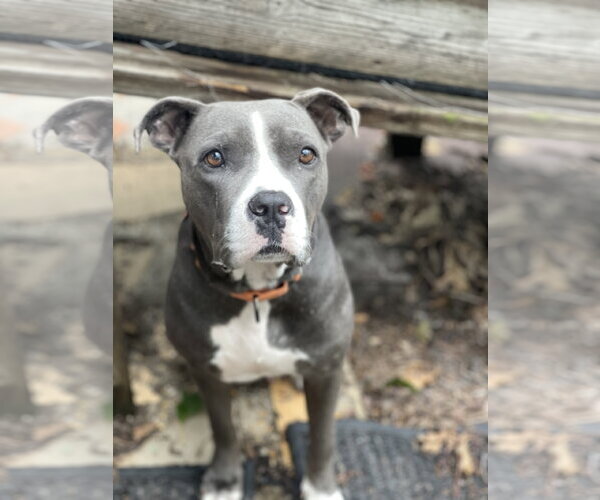 Medium Photo #8 Mutt Puppy For Sale in Mount Laurel, NJ, USA