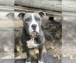 Small #7 Mutt