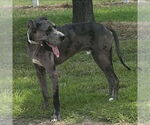 Small #1 Great Dane