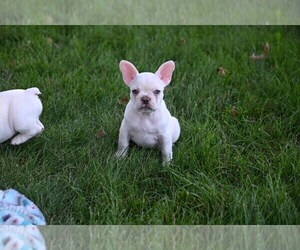 French Bulldog Puppy for sale in CHICAGO, IL, USA