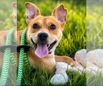 Small #3 Labrador Retriever Mix