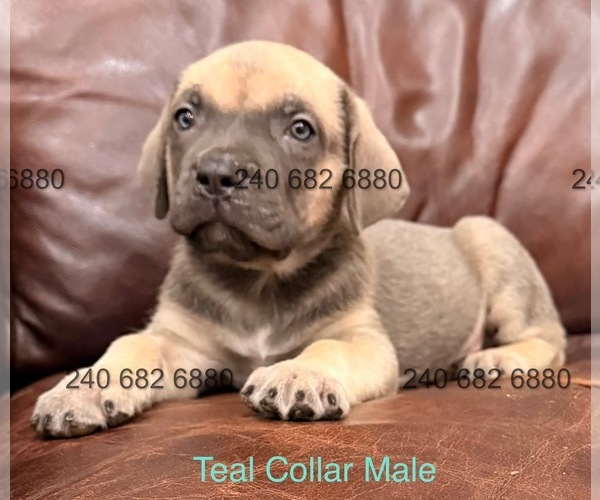 Medium Photo #12 Cane Corso Puppy For Sale in LA PLATA, MD, USA