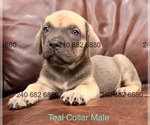 Puppy Teal Collar M Cane Corso