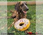 Small #8 Plott Hound