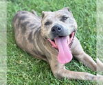 Small American Pit Bull Terrier