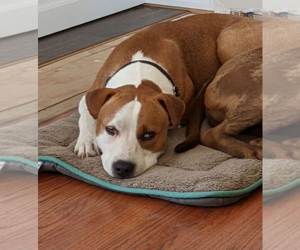 Medium Photo #2 American Pit Bull Terrier-Unknown Mix Puppy For Sale in Dana Point, CA, USA