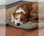 Small #1 American Pit Bull Terrier Mix