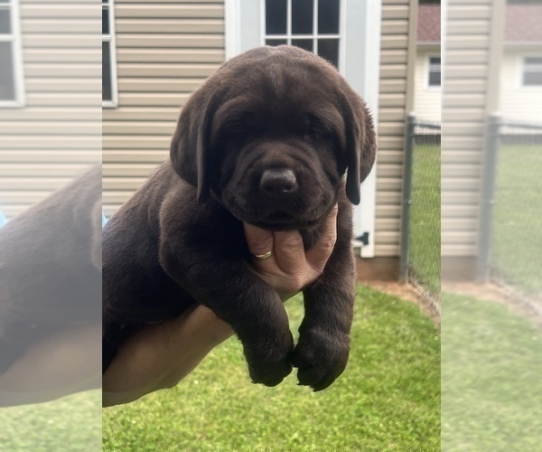 Medium Photo #4 Labrador Retriever Puppy For Sale in SALISBURY, NC, USA