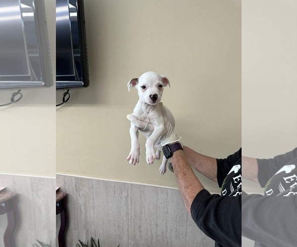 Medium Photo #1 Boxer-Unknown Mix Puppy For Sale in Pompano Beach , FL, USA