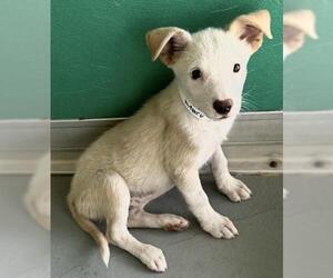 Border Collie Dogs for adoption in Visalia, CA, USA