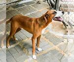 Small #1 Beagle-Redbone Coonhound Mix