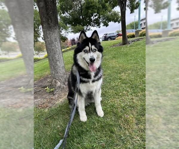 Medium Photo #1 Siberian Husky Puppy For Sale in Fremont, CA, USA