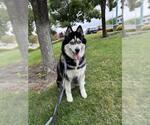 Small Siberian Husky