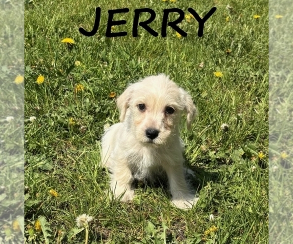 Medium Photo #3 Schnoodle (Miniature) Puppy For Sale in HARTLAND, MN, USA