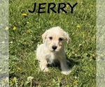 Small #2 Schnoodle (Miniature)