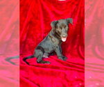 Small Labrador Retriever Mix