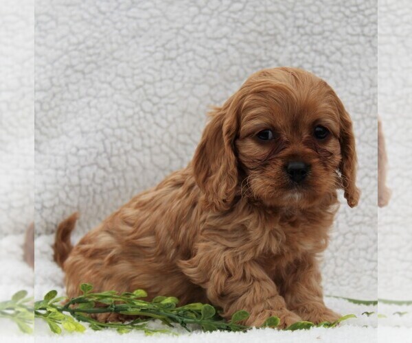 Medium Photo #7 Cavapoo Puppy For Sale in HONEY BROOK, PA, USA