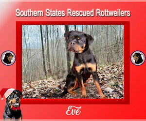 Rottweiler Dogs for adoption in White Hall, AR, USA