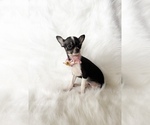 Small #3 Chihuahua