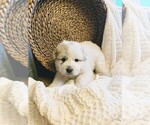 Small Photo #28 Great Pyrenees Puppy For Sale in FALCON, CO, USA