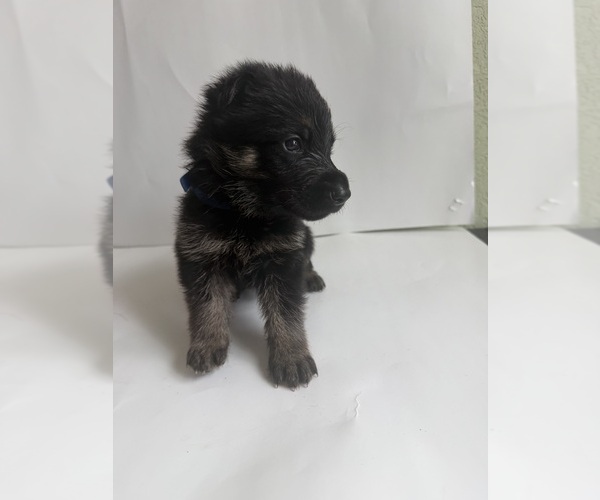 Medium Photo #3 German Shepherd Dog Puppy For Sale in ONTARIO, CA, USA