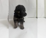 Small #2 German Shepherd Dog