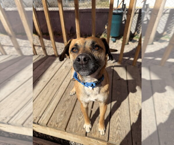 Medium Photo #3 Mutt Puppy For Sale in Aurora, CO, USA