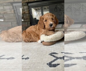 Goldendoodle Puppy for sale in WEST HILLS, CA, USA