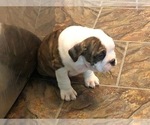 Small Photo #6 Olde English Bulldogge Puppy For Sale in ONEIDA, IL, USA