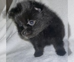 Small Photo #6 Pomeranian Puppy For Sale in PORTLAND, ME, USA
