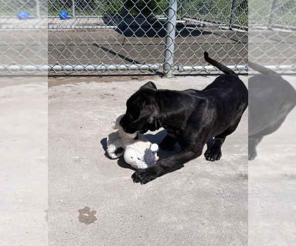 Medium Photo #2 Mastiff-Unknown Mix Puppy For Sale in Muskegon, MI, USA