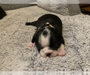 Boston Terrier Puppy for sale in KANSAS CITY, MO, USA