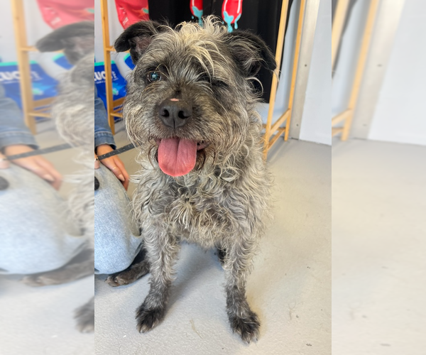 Medium Photo #1 Mutt Puppy For Sale in Studio City, CA, USA