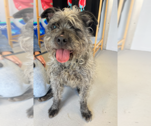 Mutt Dogs for adoption in Studio City, CA, USA