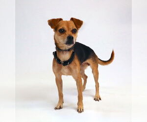 Jack Chi Dogs for adoption in Princeton, MN, USA