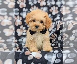 Cavachon-Poodle (Miniature) Mix Puppy for sale in AIRVILLE, PA, USA