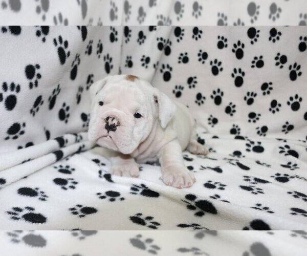 Medium Photo #3 English Bulldog Puppy For Sale in AUSTIN, TX, USA