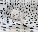 Small Photo #3 English Bulldog Puppy For Sale in AUSTIN, TX, USA