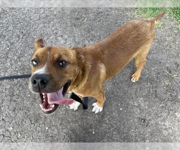 Medium Photo #2 Catahoula Leopard Dog-Unknown Mix Puppy For Sale in Corpus Christi, TX, USA